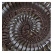 CB Ghana Speckled Millipede 6-8cm