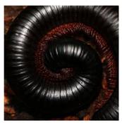 WC African Train Millipede