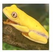 CB ALBINO Red Eyed Tree Frog 3cm