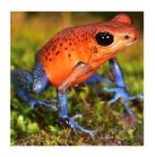 CF Strawberry Poison Arrow Frog "BLUE JEANS"