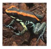 CB Golfodulcean Poison Arrow Frog