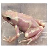 CB Green &amp; Black Poison Arrow Frog "ALBINO"