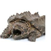 CB20 Alligator Snapping Turtle