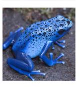 CB Blue Poison Arrow Frog "AZUREUS"