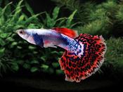 Red Mosaic Guppy Male