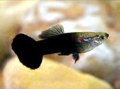 Black Male Guppy