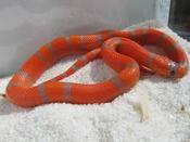 CB20 Hypo Honduran Milksnake 30cm