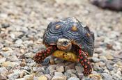 Red Foot Tortoise 7-8cm