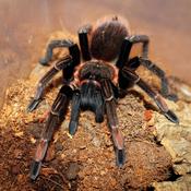 CB 1cm Santa Catalina Tarantula