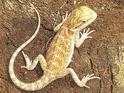 Bearded Dragon