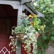 14in Smart Hanging Basket