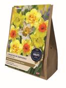 4 Months Of Daffodils Collection (20 bulbs) image