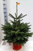 Abies nordmanniana (12L pot) image