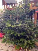 Abies nordmanniana / Nordman Fir Potted Tree (10L pot)