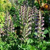Acanthus Hungaricus (3L pot) image
