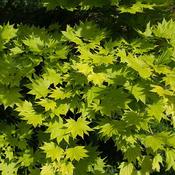 Acer shirasawanum 'Aureum' (6L pot)