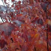 Acer x freemanii 'Autumn Blaze' (9.5L pot)