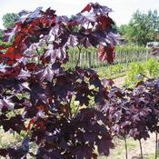 Acer 'Crimson King' (10L) image
