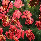 Acer japonica Aconitifolium (6L pot) image