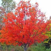 Acer 'Jeffersred' (10L pot)