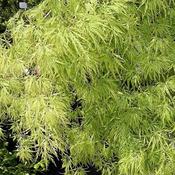 Acer palmatum 'Dissectum' (16.5L pot)
