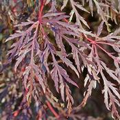 Acer palmatum 'Dissectum Inaba-shidare' (16.5L pot)