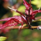 Acer Palmatum 'Fireglow' (3L pot) image
