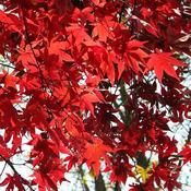 Acer palmatum 'Osakasukii' (10L pot) image