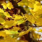 Acer 'Princeton Gold' (10L pot) image