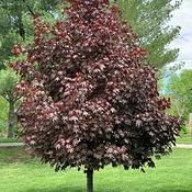 Acer Platanoides 'Crimson Sentry' (10L pot)