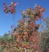 Acer Rubrum 'October Glory' (10L pot) image