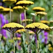 Achillea 'Cloth of Gold' (2L pot)
