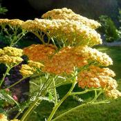 Achillea 'Terracotta' (3L pot) image