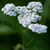Achillea 'New Vintage White' (3L pot)