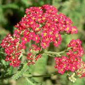 Achillea 'Paprika' (2L pot) image