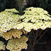 Achillea 'Sunny Seduction' (2L pot)