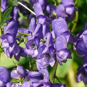 Aconitum 'Bressingham Spire' (3L pot) image