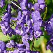 Aconitum carmichaelii 'Arendsii' (3L pot) image