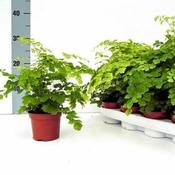 Adiantum 'Fragans' (12cm pot) image