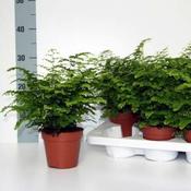Adiantum raddianum 'Fritz-Luthi' (12cm pot) image