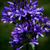 Agapanthus 'Black Pantha' (3L pot) image