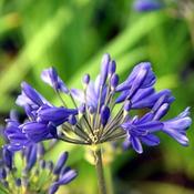 Agapanthus 'Brilliant Blue' (2L pot) image