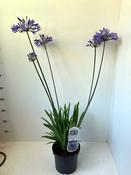 Agapanthus Dr Brouwer (3.5L pot) image