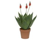 Agave Plastic image