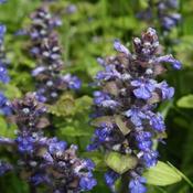 Ajuga 'Evening Glow' (9cm pot)