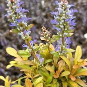 Ajuga F. Friends™ 'Fancy Finch' (9cm pot) image
