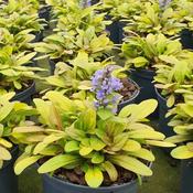 Ajuga 'Petite Parakeet' (1L pot) image