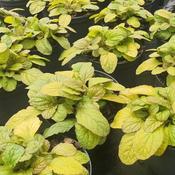 Ajuga reptans 'Best Buddies Caramel' (1L pot)