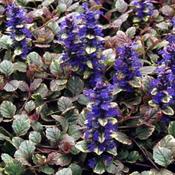 Ajuga reptans 'Burgundy Glow' (9cm pot) image