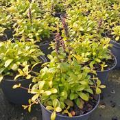 Ajuga reptans 'Feathered Friends Cordial Canary' (1L pot)